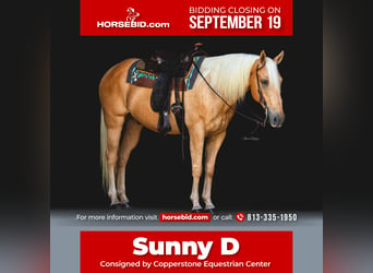 Quarter horse américain, Hongre, 14 Ans, 147 cm, Palomino, in Brooksville, FL,