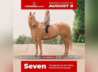 American Quarter Horse, Mare, 15 years, Palomino, in Fredericksburg, OH,