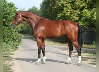 Oldenburgo, Caballo castrado, 5 años, 169 cm, in Budapest,