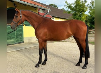 Zangersheider, Stute, 3 Jahre, 170 cm, Brauner, in Murska Soboda