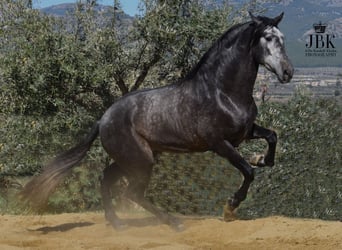 PRE Mix, Stallion, 5 years, 16.2 hh, Gray-Dark-Tan, in Tabernas,
