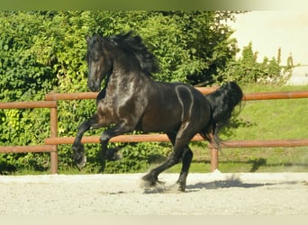 Friesian horses, Stallion, 5 years, 16.1 hh, Black, in Ochtendung,