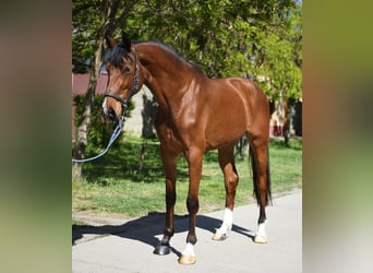 KWPN, Mare, 3 years, 16.1 hh, Brown, in Debrecen