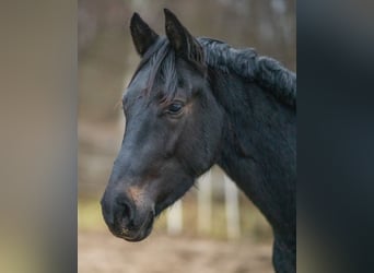 Plus de chevaux à sang chaud, Étalon, 4 Ans, 163 cm, Bai brun foncé, in Osternienburger Land,