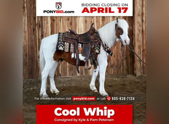 Plus de poneys/petits chevaux, Hongre, 9 Ans, Alezan cuivré, in Valley Springs, SD,