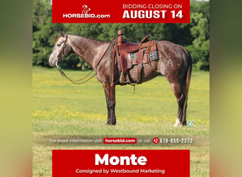 Quarter horse américain, Hongre, 7 Ans, 150 cm, Gris, in Carthage, TX,