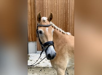 Haflinger, Merrie, 3 Jaar, 150 cm, in Walchsee,