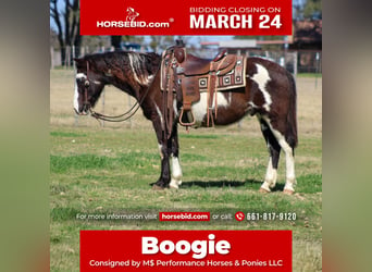 Paint Horse, Wałach, 9 lat, 137 cm, in Stephenville, TX,