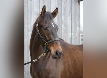 Trakehner, Gelding, 2 years, 16,2 hh, , in Günzburg