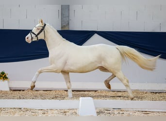 German Riding Pony, Gelding, 3 years, 13.1 hh, Cremello, in Marsberg,