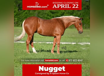 American Quarter Horse, Gelding, 6 years, 15.1 hh, Palomino, in Kaufman,