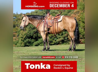 American Quarter Horse, Gelding, 8 years, 14.3 hh, Buckskin, in Shippenville, PA,
