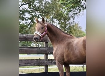 Mare 2 years