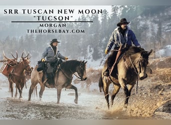 SRR TUSCAN NEW MOON “Tucson”
