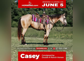 Quarter horse américain, Hongre, 10 Ans, Buckskin, in Lyles, TN,