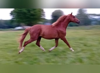 Westfaliano, Stallone, 2 Anni, 165 cm, Sauro scuro, in Hasbergen