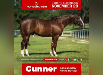 American Quarter Horse, Gelding, 6 years, Sorrel, in Pilot Point, TX,