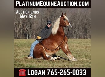 Quarter horse américain, Hongre, 7 Ans, 157 cm, Alezan cuivré, in Level Green Ky,