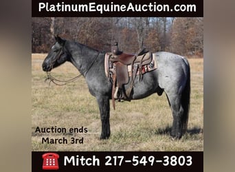 Quarter horse américain, Hongre, 10 Ans, 152 cm, Rouan Bleu, in Charleston IL,