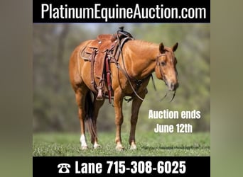 American Quarter Horse, Gelding, 9 years, 15.1 hh, Chestnut, in Clayton WI,