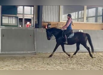 Polski koń sportowy, Klacz, 5 lat, 165 cm, Ciemnogniada, in Papenhagen