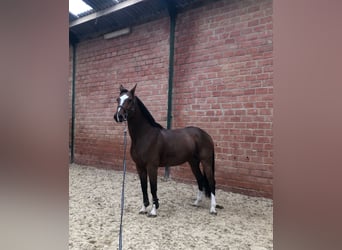 BWP (cheval de sang belge), Jument, 11 Ans, 175 cm, Bai cerise, in Liège,