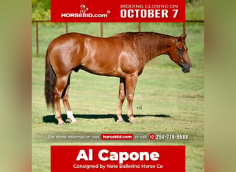 American Quarter Horse, Castrone, 3 Anni, 152 cm, Sauro ciliegia, in Waco, TX,