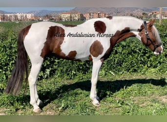 Andalusiër Mix, Hengst, 5 Jaar, 158 cm, Gevlekt-paard, in Sevilla,
