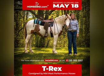 Gypsy Horse Mix, Gelding, 6 years, Pinto, in Saint Joe