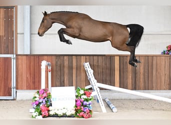 Zangersheide, Yegua, 3 años, 162 cm, Castaño rojizo, in Zelle,
