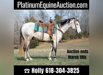 Quarter horse américain, Hongre, 10 Ans, 152 cm, Gris pommelé, in Greenville, KY,