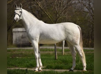 Hungarian Sport Horse, Mare, 9 years, 16 hh, Dun, in Nagyszénás,