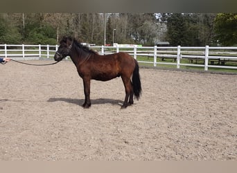 Icelandic Horse, Stallion, 2 years, 13.2 hh, Black, in Nettersheim,