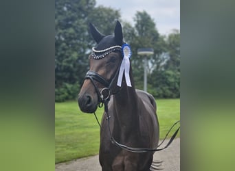 Oldenburg, Mare, 3 years, 16,2 hh, Bay-Dark, in Lippetal,