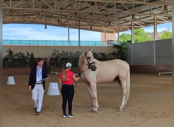 Spaans sportpaard, Hengst, 5 Jaar, 175 cm, in Turis (Valencia),