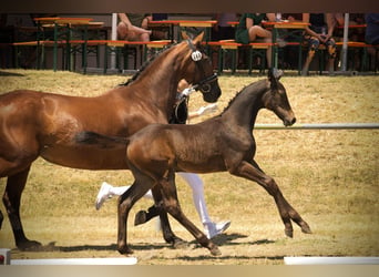 Stallion 