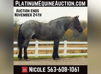 Percheron, Gelding, 5 years, 16 hh, Roan-Blue, in Bloomfield IA,