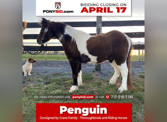 Más ponis/caballos pequeños, Caballo castrado, 8 años, 102 cm, in Lebanon, PA,