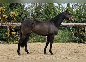 Thoroughbred Mix, Gelding, 5 years, 16 hh, Bay, in Rathfeigh Co. Meath,
