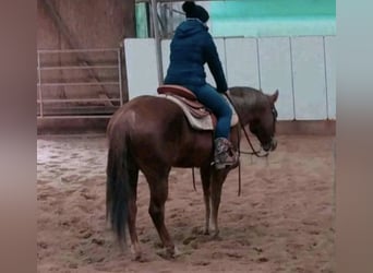 Erfahrene Westernreiterin sucht Reitbeteiligung