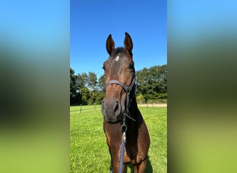 Deutsches Sportpferd, Wallach, 3 Jahre, 170 cm, Brauner, in Nijverdal,