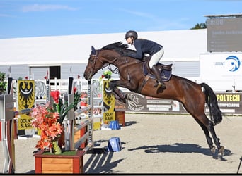 Holstein, Gelding, 13 years, 17 hh, Bay, in Modrzewie