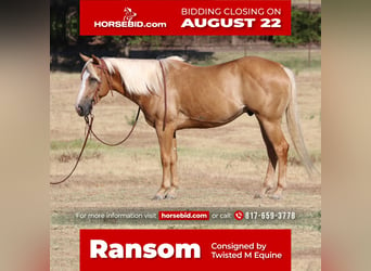 Quarter horse américain Croisé, Hongre, 8 Ans, 145 cm, Palomino, in Pilot Point, TX,