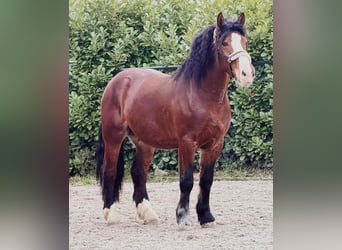 Polish Coldblood, Gelding, 3 years, 15,2 hh, Brown, in Someren