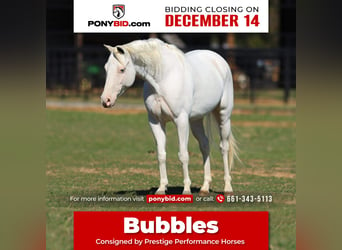 Plus de poneys/petits chevaux, Jument, 7 Ans, 130 cm, Blanc, in Stephenville,