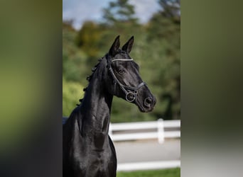 Trakehner, Mare, 11 years, 16.1 hh, Black, in Barłomino,