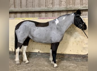 Duitse rijpony Mix, Merrie, 12 Jaar, 140 cm, Roan-Blue, in Würzburg