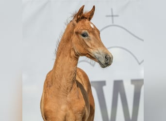 Westphalian, Mare, Foal (04/2024), Chestnut-Red, in Münster-Handorf,