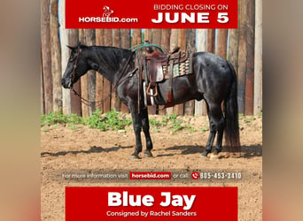 Quarter horse américain, Hongre, 10 Ans, Rouan Bleu, in Joshua, TX,