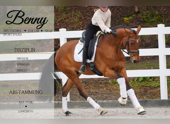 German Sport Horse, Gelding, 3 years, 16.3 hh, Brown, in Nettersheim,